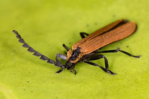 Lycid Beetle (Trichalus ampliatus) (Trichalus ampliatus)